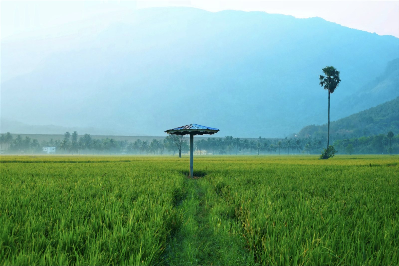 A living landscape of paddy and hills.