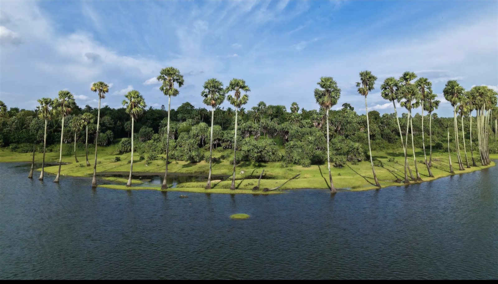 Where palms meet the waters.