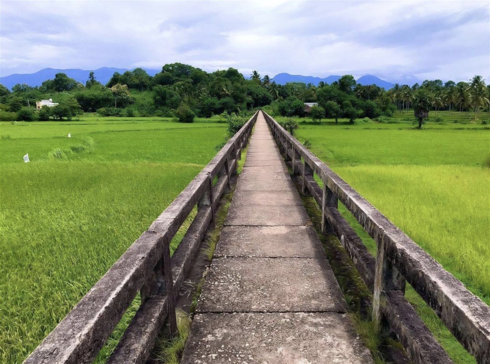 A bridge through the paddy fields.
