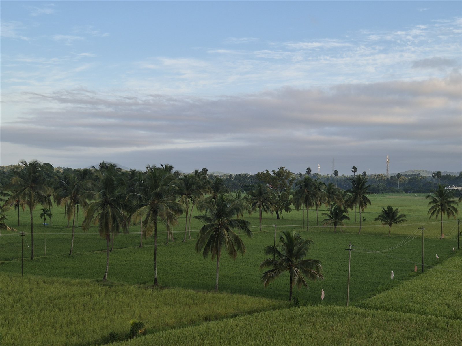 Manayunkia, surrounded by green.