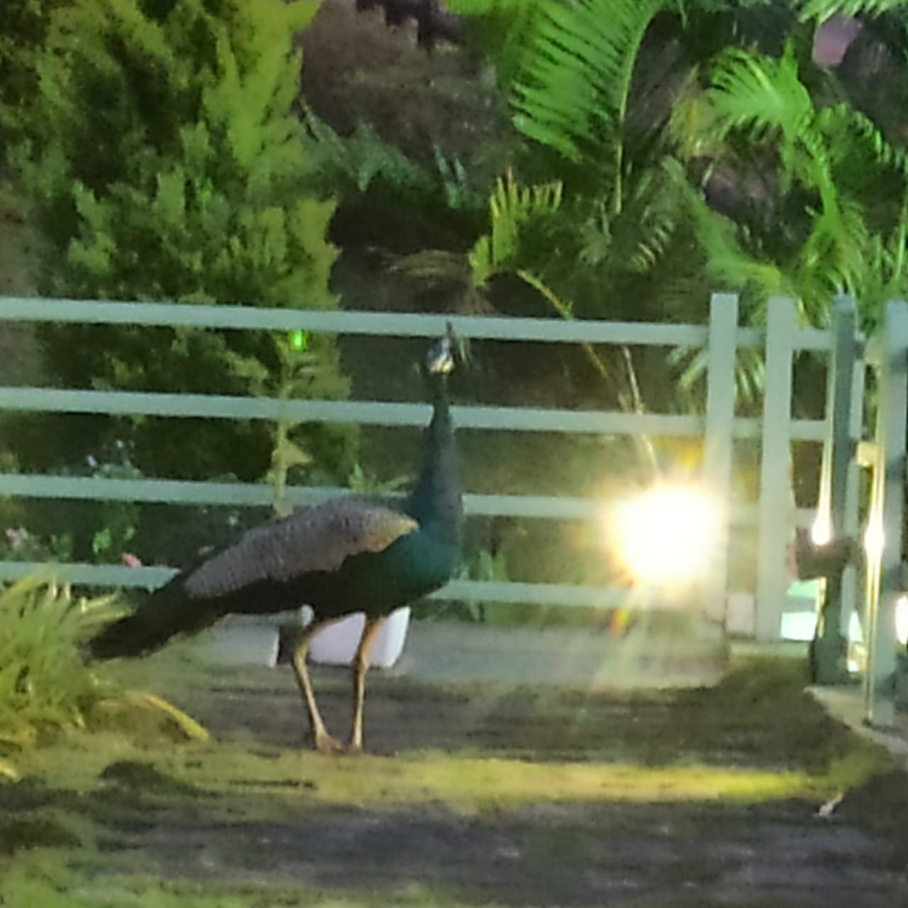 Nature at the doorstep.
