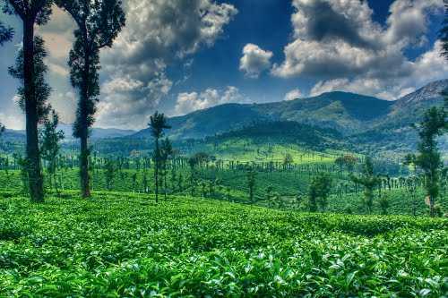Plantations beneath the Nelliyampathy hills.